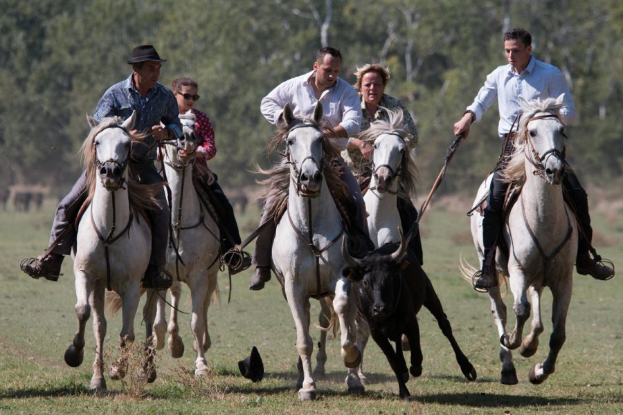 camargue_lydiane
